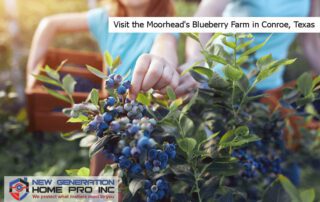 Blueberry Farm